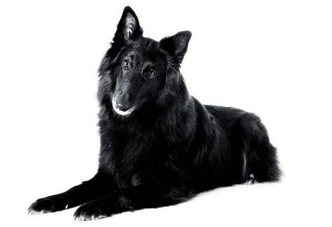 Groenendael dospelý pes v postoji - ilustračná fotografia