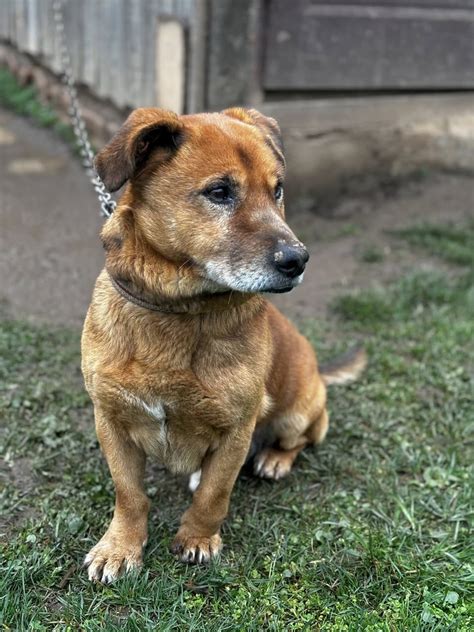 zúbožený pes na reťazi