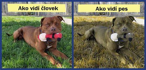 Infografika: Ako psy vidia farby (modrá a žltá sú najviditeľnejšie)
