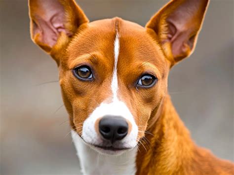 Šteňa Basenji