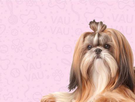 Infografika: Výživa a starostlivosť o srsť Shih Tzu