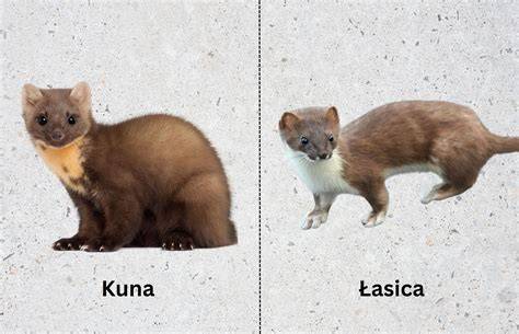 Infografika: Vzhľad Srnčího ratlíka a jeho základné typické znaky