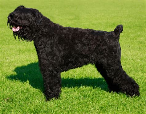 Fyzické znaky ruského čierneho teriéra