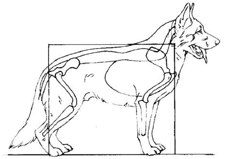 Rentgen psích zadných končatín