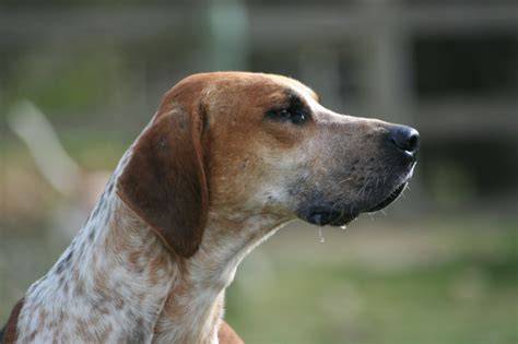 Anglický foxhound - klasický pohľad svorky