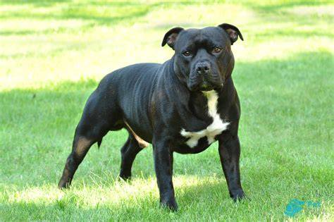 Infografika: Výchova a výcvik Staffordshire bull teriéra - kroky a princípy