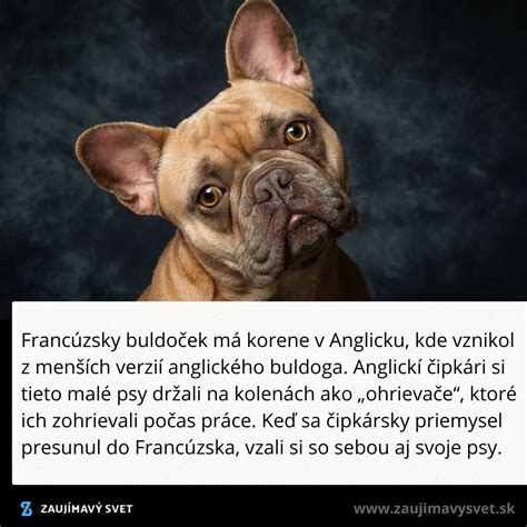 Infografika: Vývoj a pôvod francúzskeho buldočka