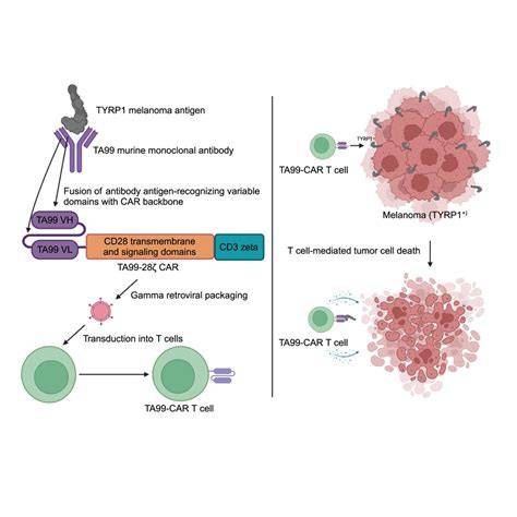 Infografika: Genetika pigmentov u psov (typu TYRP1, MC1R, D-lokus, MFSD12, merle vzor)