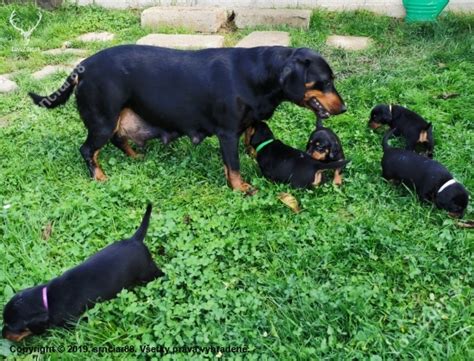 Fotografia Slovenského kopova