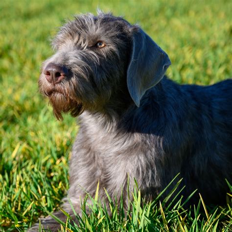 Fotografia Slovenského hrubosrstého stavača