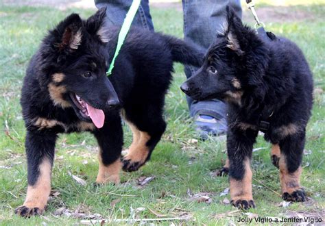 Štěně chodského psa při výcviku agility