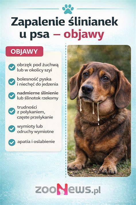 Infografika: Semafor rizík pri požitiach u psa