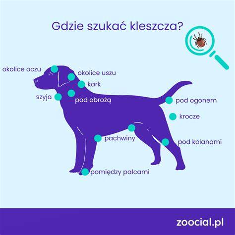 Infografika: Symbolika psa v snoch a jej významy