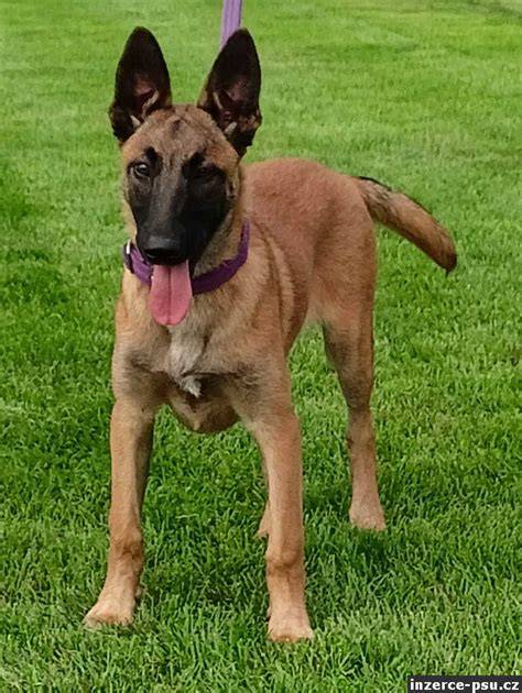 Belgický malinois typický vzhľad: štíhla atletická postava, krátka srsť, tmavá maska