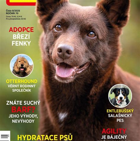 Pes a jeho majitel: Komunikace a porozumění