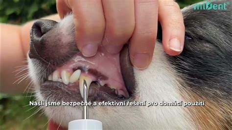 Schéma čistenia psích uší