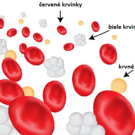 Infografika o tom, ako cibula a jej toxíny ovplyvňujú červené krvinky