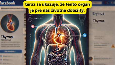 Infografika: Anatomické rozmery análnych žliaz a ich význam pre zdravie psa