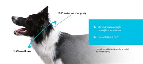 Meranie obvodu krku psa