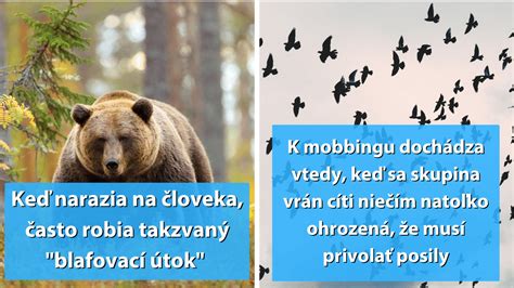 Infografika: Rysy a signály psieho tela pri stretnutí s ľuďmi