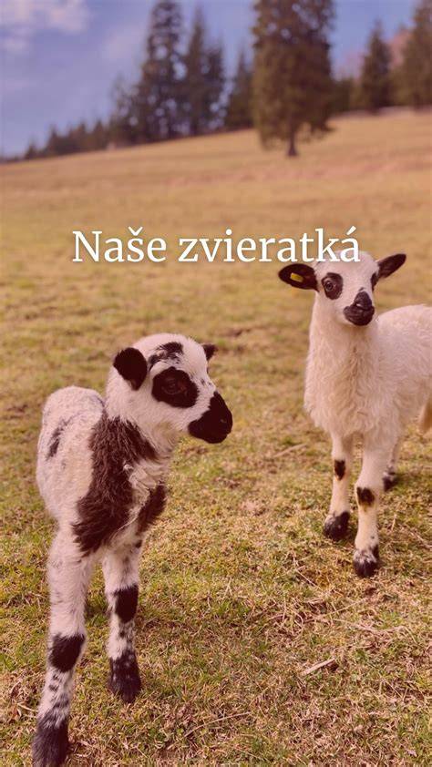 Infografika: PT pasu pre spoločenské zviera a základné požiadavky