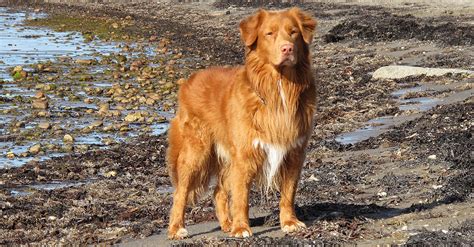 Obr viktor: Kanadský retriever v akcii - aktívny, vodný a hravý