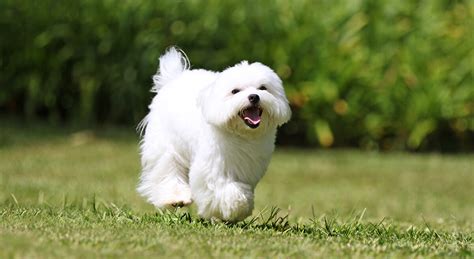 Portrét maltézskeho psíka s dlhou bielou srsťou