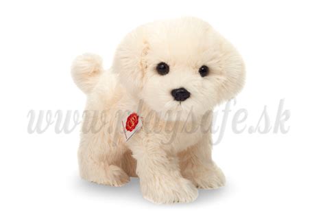 Hrajúci sa maltézsky psík s loptičkou