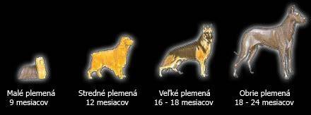 Infografika: Vývoj šteniatka od narodenia po dospelosť a dôležité míľniky výživy