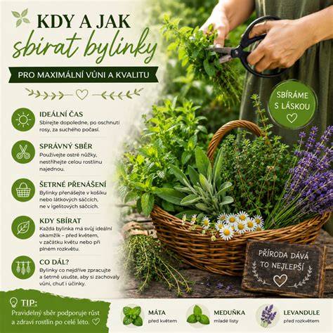 Infografika: Bezpečné a rizikové bylinky pre psy
