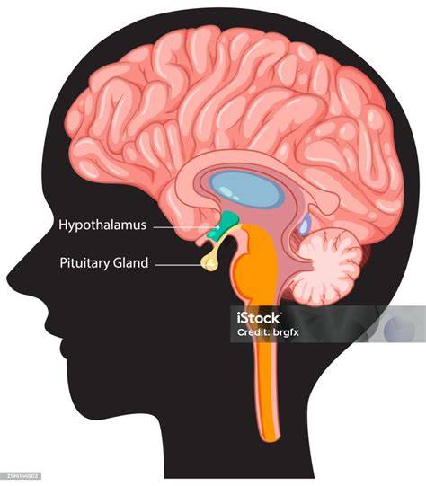 hypotalamus_thermoregulacie.png