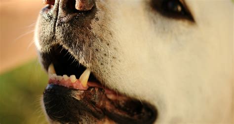 Zuby psa s informáciami o zubnom kameni