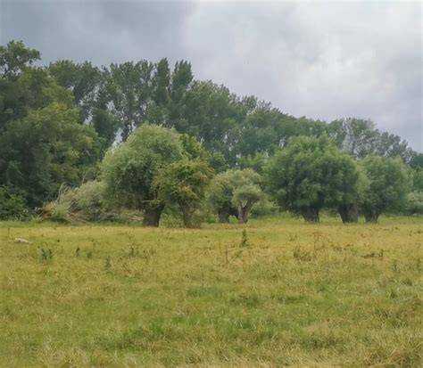 Stromy a otvorená krajina - prostredie vhodné pre pasenie