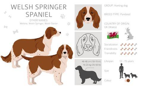 Infografika: Porovnanie vlastností Welsh Springer Spaniel a príbuzných plemien