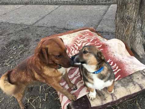 Šteniatko socializujúce sa s inými psami