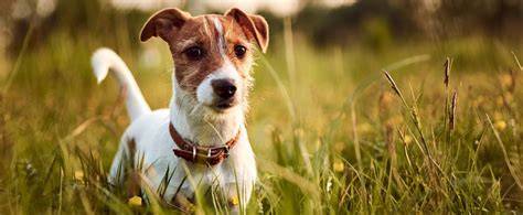 Infografika: Porovnanie plemien nemecký ovčiak, Jack Russell teriér, labrador a appenzellík