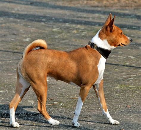 pes plemeno Basenji