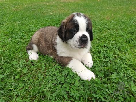 pes plemeno Bernardín