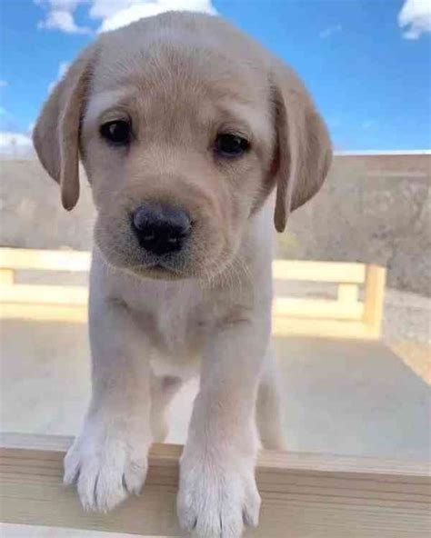 Štruktúra srsti labradora