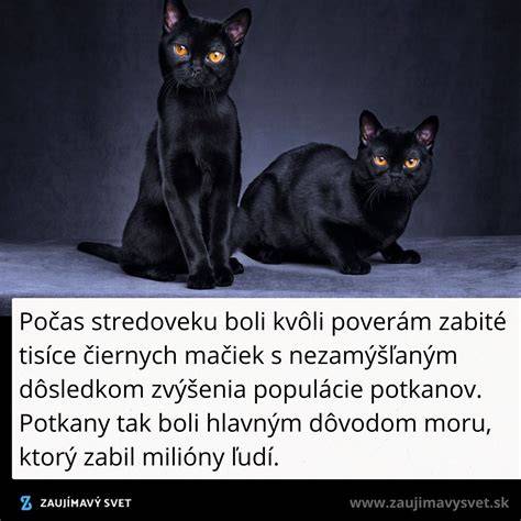 Infografika: stredoveké a súčasné vnímanie čiernych mačiek