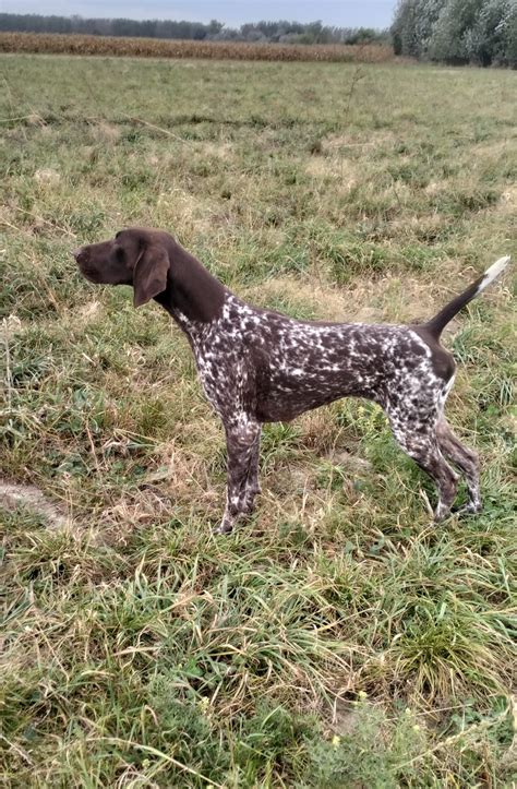 Šteniatko Nemeckého krátkosrstého stavača