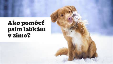 Infografika: čo potrebuje pes v zime - úkryt, oblečenie, labky a voda