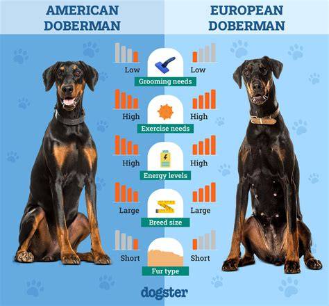 Infografika_kroky_bezpecnost_doberman