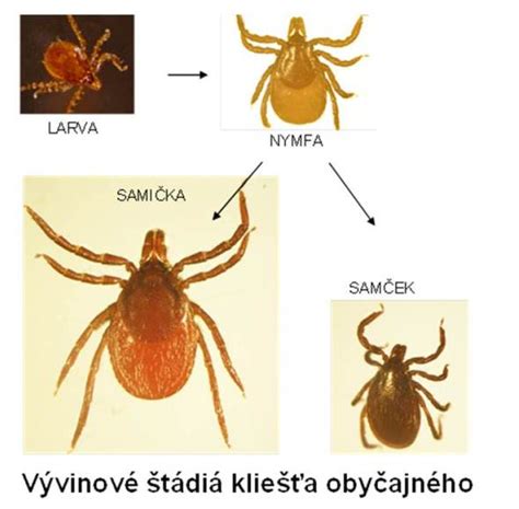 Infografika: životný cyklus kliešťov Ixodes ricinus, hlavné choroby a štádiá