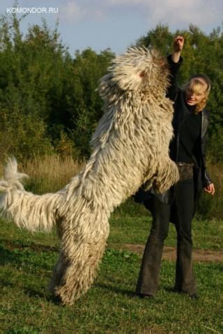 Komondor: typická dlho splstnatená srsť a impozantný vzhľad