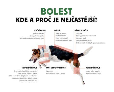 Infografika: Starostlivosť o pohybový aparát psa