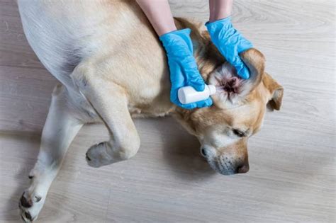 Infúzia pre psa u veterinára