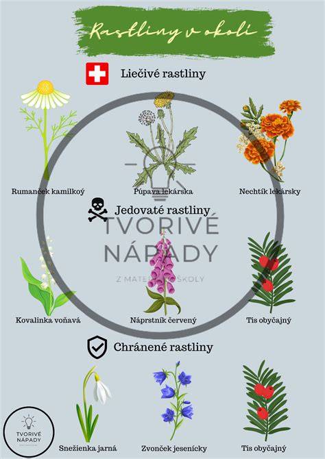 Infografika: Životný cyklus bavorského farbiara od narodenia po odber