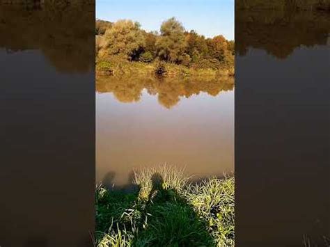 Ilustrácia psa vidúceho svoj odraz vo vode