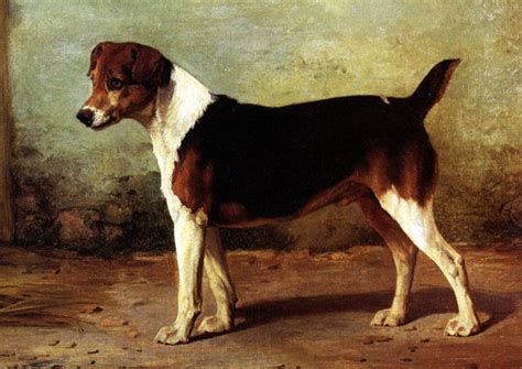 Štýlový portrét Airedalského teriéra